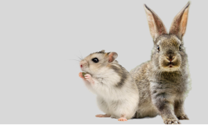 Грызуны и кролики